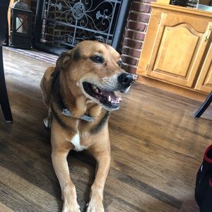 Meet your Posher, Amber